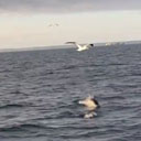 20230706_2126b_Dolfijnen_Camaret_sur_Mer.mp4
