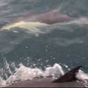 20230706_2127a_Dolfijnen_Camaret_sur_Mer.mp4